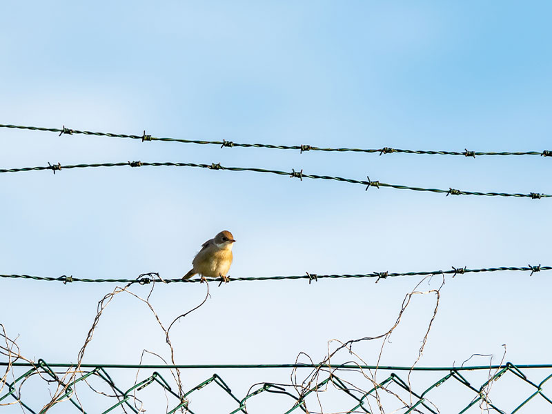 Un pájaro posado en un cable de alambre de espino